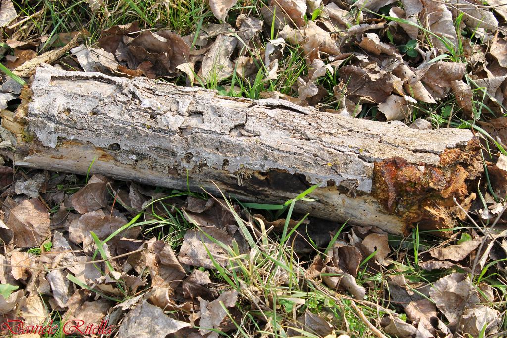 Domanda sulla decomposizione del legno!!!